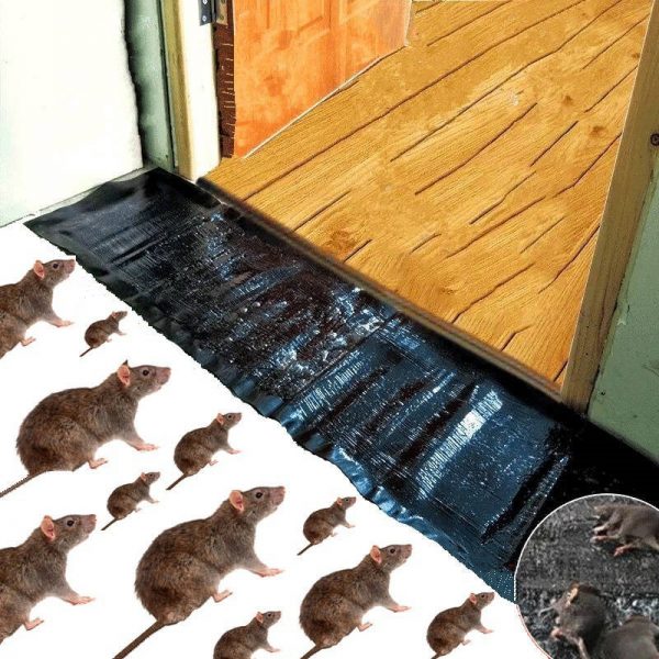 PRODESIRE™ MOUSE GLUE TRAP (100% RESULT)